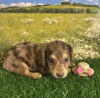 Longhaired and tiny C, a female Miniature Dachshund for sale in Pueblo, CO – 1 of 2