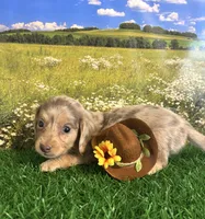 Longhaired/tiny for Nyah, a male Miniature Dachshund for sale in Pueblo, CO – 2 of 2