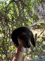 Splash LH, a male Miniature Dachshund for sale in Pueblo, CO – 2 of 3
