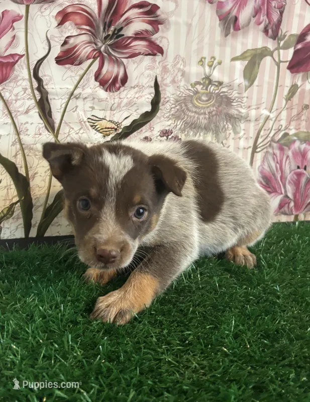 Teal  – Australian Cattle Dog puppy for sale in Pueblo, CO