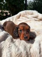 Willie, a male Miniature Dachshund for sale in Pueblo, CO – 2 of 3