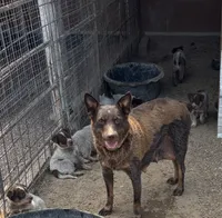 Lavender, a female Australian Cattle Dog for sale in Pueblo, CO – 4 of 4