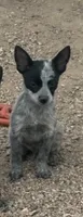 Mini Maverick, a male Australian Cattle Dog for sale in Pueblo, CO – 1 of 3