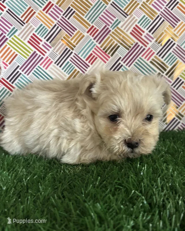 Ivory – Maltipoo puppy for sale in Pueblo, CO