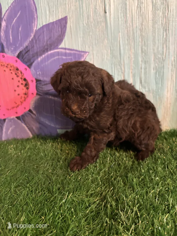 Trip – Poodle - Toy  puppy for sale in Pueblo, CO