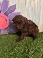 Trip, a male Poodle - Toy  for sale in Pueblo, CO – 1 of 1