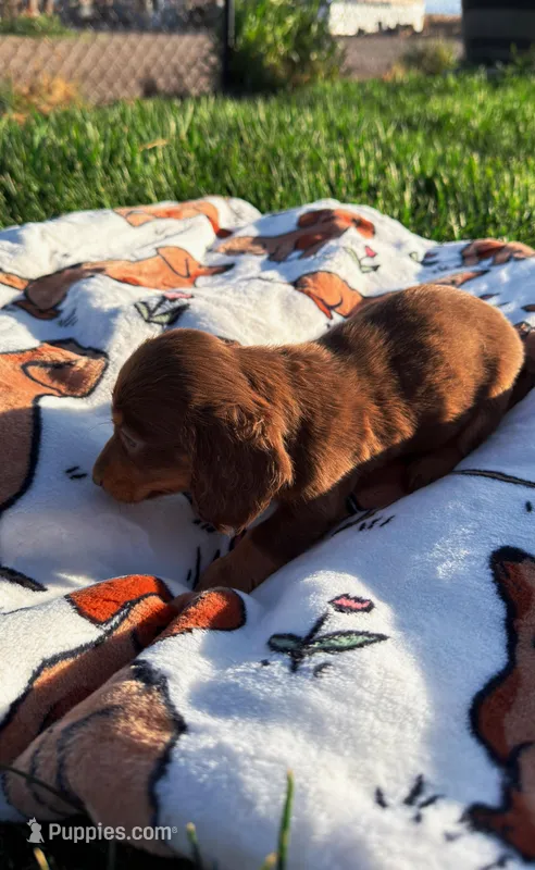 LONGHAIRED Boone – Miniature Dachshund puppy for sale in Pueblo, CO
