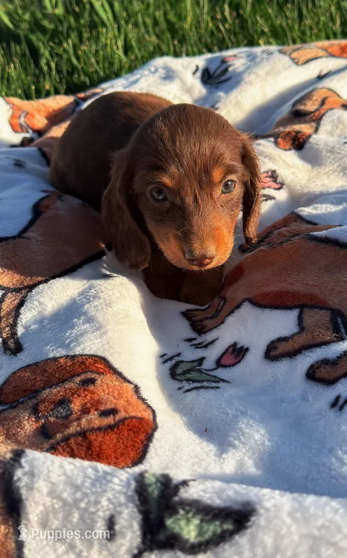 Boone – Miniature Dachshund puppy for sale in Pueblo, CO