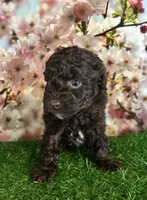 Dafney, a female Poodle - Toy  for sale in Pueblo, CO – Photo 2 of 3