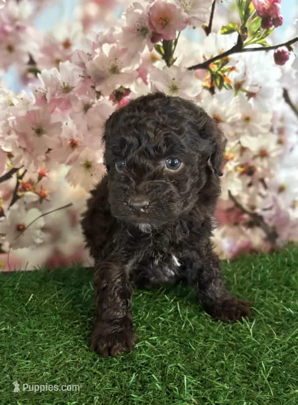 Dafney – Poodle - Toy  puppy for sale in Pueblo, CO