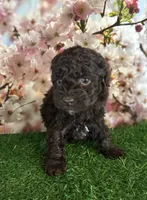 Dafney, a female Poodle - Toy  for sale in Pueblo, CO – Photo 1 of 3