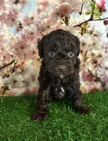 Dafney, a female Poodle - Toy  for sale in Pueblo, CO – Photo 3 of 3