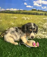 Longhaired and tiny A, a female Miniature Dachshund for sale in Pueblo, CO – 2 of 2