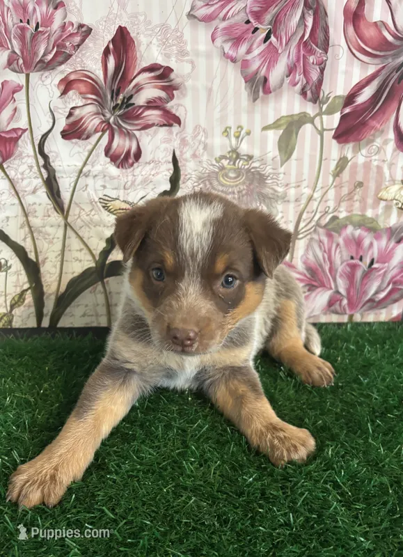 Purple – Australian Cattle Dog puppy for sale in Pueblo, CO