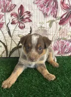 Purple, a female Australian Cattle Dog for sale in Pueblo, CO – 1 of 4