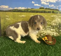 Longhaired and tiny D, a male Miniature Dachshund for sale in Pueblo, CO – 1 of 2