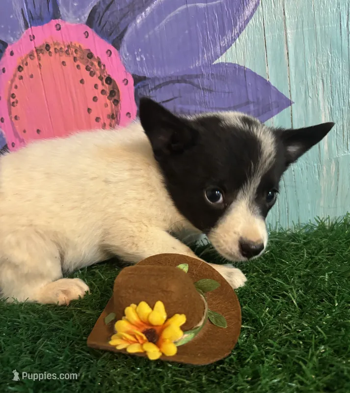 Mini Marty – Australian Cattle Dog puppy for sale in Pueblo, CO
