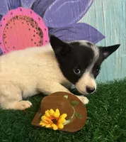 Mini Marty, a male Australian Cattle Dog for sale in Pueblo, CO – 1 of 2