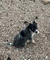 Mini Molly , a female Australian Cattle Dog for sale in Pueblo, CO – 2 of 4