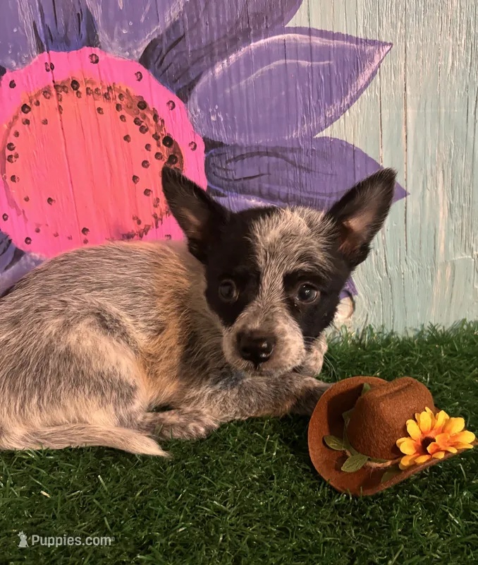 Mini Maverick – Australian Cattle Dog puppy for sale in Pueblo, CO