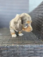Sky blue longhair, a female Miniature Dachshund for sale in Pueblo, CO – 4 of 6