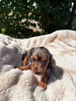  Violet, a female Miniature Dachshund for sale in Pueblo, CO – 2 of 5