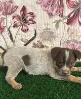 Lavender, a female Australian Cattle Dog for sale in Pueblo, CO – 2 of 4