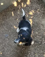 LH Tiny Splash, a male Miniature Dachshund for sale in Pueblo, CO – 3 of 3