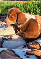 Marble, a female Miniature Dachshund for sale in Pueblo, CO – Photo 3 of 3