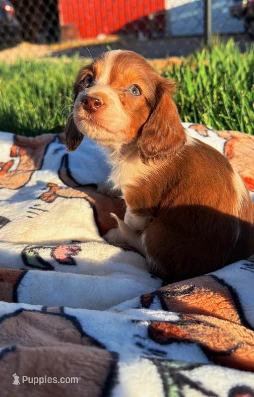 Marble – Miniature Dachshund puppy for sale in Pueblo, CO