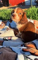 Marble, a female Miniature Dachshund for sale in Pueblo, CO – Photo 1 of 3