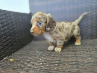 Sky blue longhair, a female Miniature Dachshund for sale in Pueblo, CO – 3 of 6