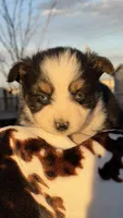 Texas, a male Miniature Australian Shepherd for sale in Pueblo, CO – Photo 2 of 4