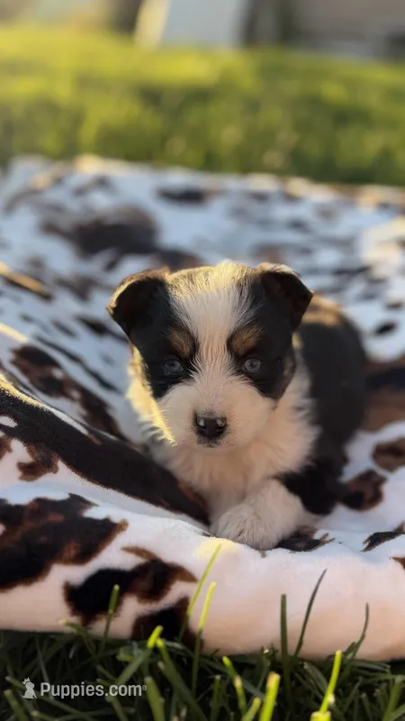 Texas – Miniature Australian Shepherd puppy for sale in Pueblo, CO