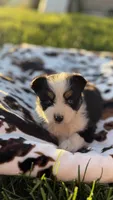 Texas, a male Miniature Australian Shepherd for sale in Pueblo, CO – Photo 1 of 4