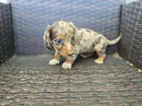 Sky blue longhair, a female Miniature Dachshund for sale in Pueblo, CO – 6 of 6
