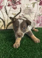Teal , a female Australian Cattle Dog for sale in Pueblo, CO – 2 of 4