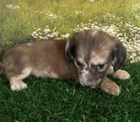 Longhaired and tiny Darwin , a male Miniature Dachshund for sale in Pueblo, CO – 2 of 4
