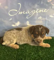 Greenie, a male Australian Cattle Dog for sale in Pueblo, CO – 2 of 5