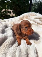 Rusty, a male Miniature Dachshund for sale in Pueblo, CO – 3 of 3