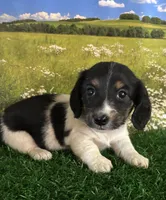 Longhaired and tiny Spot, a male Miniature Dachshund for sale in Pueblo, CO – 3 of 3