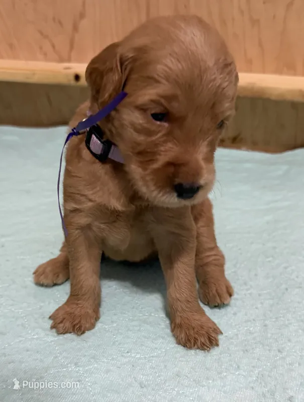 DORTHEA – English Goldendoodle puppy for sale in Olpe, KS
