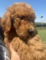 Abe, a male Poodle - Standard  for sale in Olpe, KS – 4 of 9