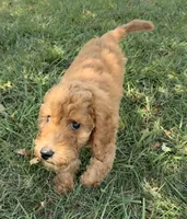 Abe, a male Poodle - Standard  for sale in Olpe, KS – 2 of 9