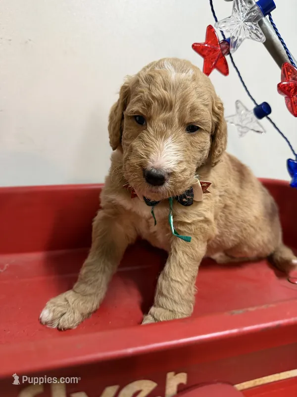 George  – Goldendoodle puppy for sale in Olpe, KS