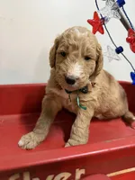 George , a male Goldendoodle for sale in Olpe, KS – 1 of 5