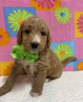 George , a male Goldendoodle for sale in Olpe, KS – 4 of 5