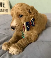 George , a male Goldendoodle for sale in Olpe, KS – 2 of 5