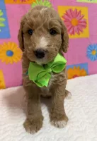 George , a male Goldendoodle for sale in Olpe, KS – 5 of 5