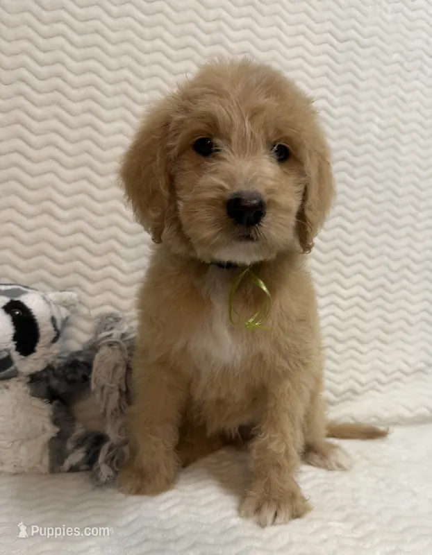 Abigail – Goldendoodle puppy for sale in Olpe, KS